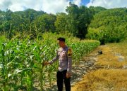Bhabinkamtibmas Polsek Pamboang Pantau Tanaman Jagung Warga Kaida, Dukung Ketahanan Pangan