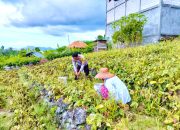 Bhabinkamtibmas Polsek Banggae Turun ke Ladang, Pantau Jagung Kelompok Tani Makayyang di Pangali-ali