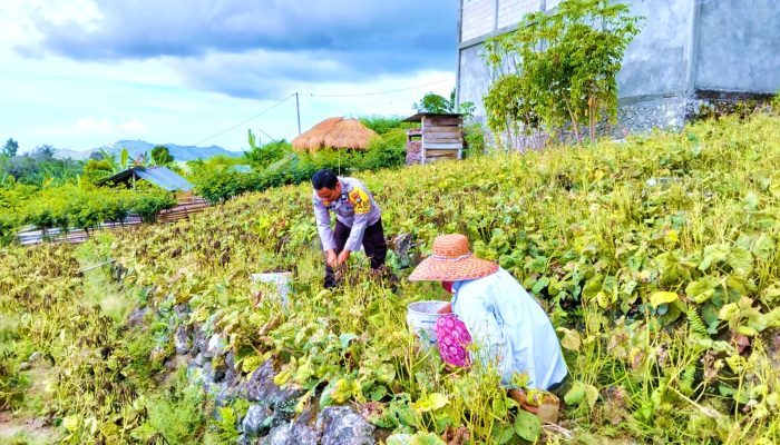 Bhabinkamtibmas Polsek Banggae Turun ke Ladang, Pantau Jagung Kelompok Tani Makayyang di Pangali-ali