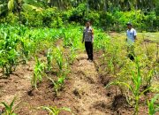 Bhabinkamtibmas Polsek Sendana Turun ke Lahan, Pantau Cabai dan Jagung Kelompok Tani Sejahtera
