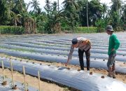 Dukung ketahanan pangan dan kesejahteraan Petani, Bhabinkamtibmas Polsek Malunda Tinjau Perkembangan Bibit Cabai Poktan Bura Dolong