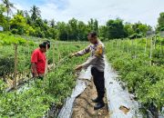Masuk Panen Kedua Cabai di Tande Timur, Bhabinkamtibmas Polsek Banggae Terjun Langsung Dampingi Petani