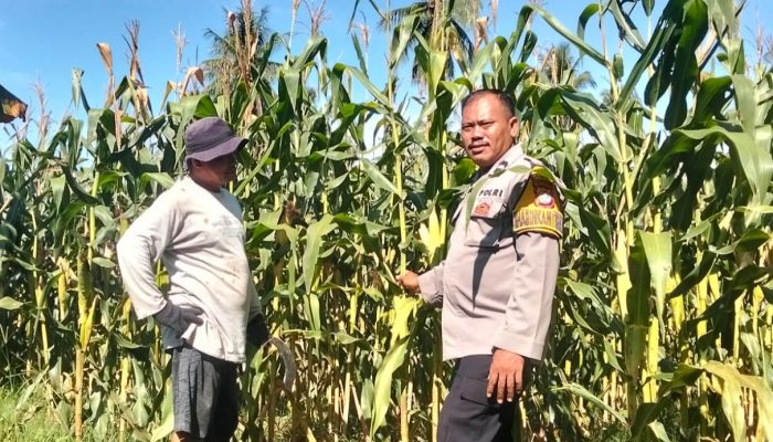 Pantau Lahan Jagung di Banua, Bhabinkamtibmas Polsek Malunda Pastikan Jagung Hibrida Siap Panen