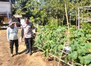 Dorong Warga Lebih Produktif, Bhabinkamtibmas Polsek Malunda Pantau Kebun Buah dan Sayuran di Banua