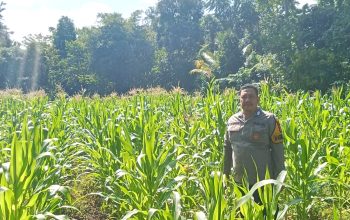 Pantau Jagung Usia 4 Minggu di Ulumanda, Bhabinkamtibmas Polsek Malunda Berharap Hasil Melimpah
