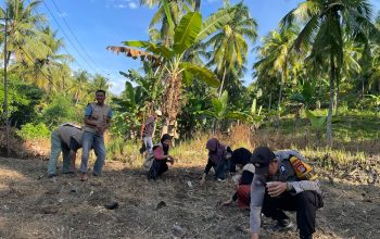 Turun ke Ladang, Bhabinkamtibmas Polsek Banggae Dampingi Petani Tanam Jagung Hibrida di Majene