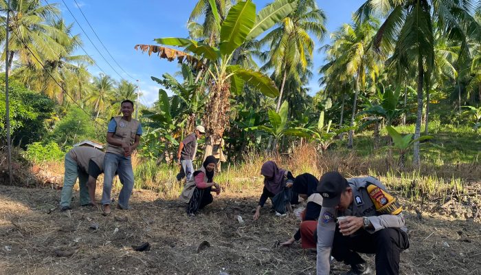 Turun ke Ladang, Bhabinkamtibmas Polsek Banggae Dampingi Petani Tanam Jagung Hibrida di Majene