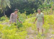 Bhabinkamtibmas Polsek Sendana Cek Tanaman Jagung Warga, Dukung Ketahanan Pangan di Banua Selatan