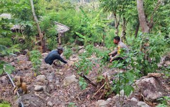 Bhabinkamtibmas Polsek Pamboang Aktif Dampingi Petani, Perawatan Cabai di banua ADolang Perkuat Ketahanan Pangan