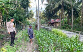 Ketahanan Pangan Dimulai dari Desa: Bhabinkamtibmas Banggae Turun Langsung Dampingi Petani