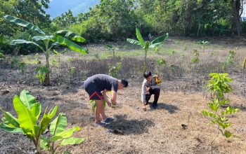 Ketahanan Pangan Diperkuat, Bhabinkamtibmas Polsek Sendana Ikut Tanam Jagung Hibrida