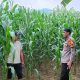 Bhabinkamtibmas Polsek Malunda Turun ke Lahan, Jagung Dua Bulan Jadi Harapan Ketahanan Pangan