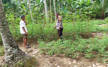 Dari Ladang Singkong ke Ketahanan Negeri: Peran Aktif Bhabinkamtibmas Polsek Malunda Mengawal Pangan Rakyat
