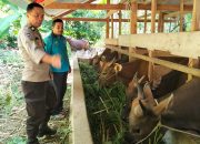 Lebih dari Sekadar Sambang, Bhabinkamtibmas Polsek Banggae Hadir Menggerakkan Harapan Peternak