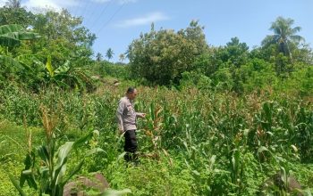 Pantau Jagung Warga, Bhabinkamtibmas Polsek Sendana Perkuat Ketahanan Pangan di Desa