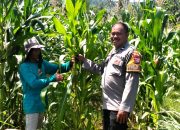 Dorong Produktivitas, Bhabinkamtibmas Polsek Malunda Cek Lahan Jagung Poktan Bura Dolong