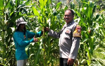 Dorong Produktivitas, Bhabinkamtibmas Polsek Malunda Cek Lahan Jagung Poktan Bura Dolong