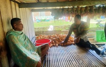 Sukses Panen Jagung dan Bawang, Bhabinkamtibmas Polsek Sendana Ajak Petani Terus Berinovasi