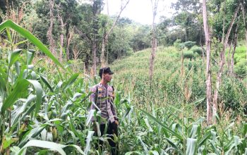 Bhabinkamtibmas Polsek Sendana Pantau Lahan Jagung 1 Hektare, Dorong Hasil Panen Disalurkan ke Bulog