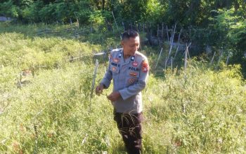 Dukung Ketahanan Pangan, Bhabinkamtibmas Polsek Sendana Sambangi Kebun Cabai Warga di Tubo Sendana