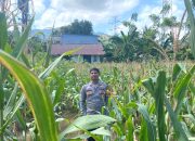 Masuki Fase Panen, Bhabinkamtibmas Polsek Sendana Pantau Lahan Jagung Poktan Batu Meana di Tallambalao