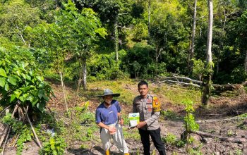 Semangat Ketahanan Pangan, Bhabinkamtibmas Polsek Malunda dan Petani Tanam Jagung di Dusun Kolehalang