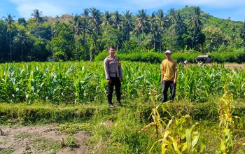 Aksi Nyata Bhabinkamtibmas Polsek Sendana Pantau Jagung Warga yang Mulai Tumbuh Subur di Desa Limbua