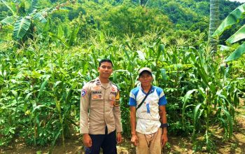 Bhabinkamtibmas Polsek Sendana Turun ke Lahan, Pastikan Jagung Petani Tumbuh Optimal di Fase Berbuah