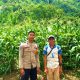 Bhabinkamtibmas Polsek Sendana Turun ke Lahan, Pastikan Jagung Petani Tumbuh Optimal di Fase Berbuah
