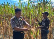 Perkuat Ketahanan Pangan, Polsek Malunda Ikut Panen Jagung Bersama Keompok Tani Bura Dolong