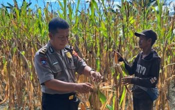 Perkuat Ketahanan Pangan, Polsek Malunda Ikut Panen Jagung Bersama Keompok Tani Bura Dolong