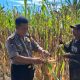 Perkuat Ketahanan Pangan, Polsek Malunda Ikut Panen Jagung Bersama Keompok Tani Bura Dolong