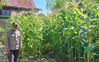 Perkuat Ketahanan Pangan, Bhabinkamtibmas Polsek Pamboang Pantau Kebun Jagung P2B Bababulo yang Masuki Fase Berbuah