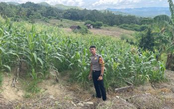 Perkuat Sinergi Polri dan Petani, Bhabinkamtibmas Polsek Banggae Pantau Lahan Jagung Sibunoang demi Ketahanan Pangan Berkelanjutan
