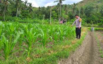 Bhabinkamtibmas Polsek Sendana Aktif Dampingi Petani, Pastikan Tanaman Jagung Warga Tumbuh Optimal