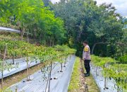 Bhabinkamtibmas Polsek Sendana Pantau Kebun Cabai Siap Panen, Wujud Dukungan Ketahanan Pangan