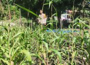 Bhabinkamtibmas Polsek Sendana Aktif Dampingi Petani, Pastikan Tanaman Jagung Warga Tumbuh Optimal