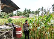 Dukung Ketahanan Pangan, Bhabinkamtibmas Polsek Malunda Turun Langsung Pantau Perkembangan Jagung Petani