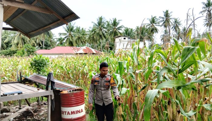 Dukung Ketahanan Pangan, Bhabinkamtibmas Polsek Malunda Turun Langsung Pantau Perkembangan Jagung Petani