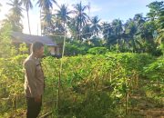 Bhabinkamtibmas Polsek Pamboang Tinjau Langsung Perkembangan Tanaman Mentimun Petani Binaan