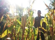 Bhabinkamtibmas Polsek Pamboang Intensif Kontrol Lahan Jagung Warga, Dukung Ketahanan Pangan di Desa Bonde