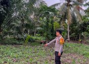 Bhabinkamtibmas Polsek Malunda Pantau Perkembangan Jagung Kelompok Tani Maju Bersama, Wujud Nyata Dukungan Ketahanan Pangan