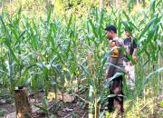 Tanaman Jagung Tumbuh Subur di Dusun Baturoro, Bhabinkamtibmas Polsek Sendana Intensif Lakukan Pemantauan