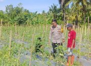 Bhabinkamtibmas Polsek Banggae Dampingi Petani Pantau Tanaman Tomat, Dukung Ketahanan Pangan di Totoli