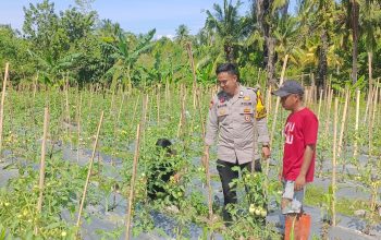 Bhabinkamtibmas Polsek Banggae Dampingi Petani Pantau Tanaman Tomat, Dukung Ketahanan Pangan di Totoli
