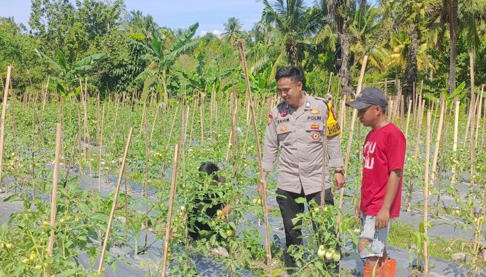 Bhabinkamtibmas Polsek Banggae Dampingi Petani Pantau Tanaman Tomat, Dukung Ketahanan Pangan di Totoli