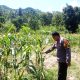 Perkuat Ketahanan Pangan, Bhabinkamtibmas Polsek Pamboang Pantau Perkembangan Jagung Manis di Desa Simbang