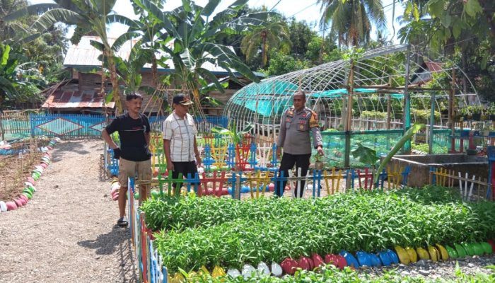 Pantau Kebun Hortikultura KWT Lombong Timur, Bhabinkamtibmas Polsek Malunda Dukung Ketahanan Pangan Nasional