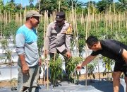 Bhabinkamtibmas Polsek Malunda Pantau Kebun Cabai di Banua, Dukung Ketahanan Pangan dan Tingkatkan Produktivitas Petani