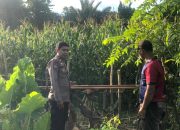 Pastikan Sukses Panen, Bhabinkamtibmas Polsek Sendana Pantau Ladang Jagung 3 Hektar Milik Kelompok Tani Bumdes Batros
